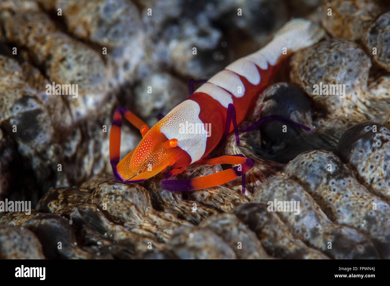 A colorful emperor shrimp (Periclimenes imperator) sits on a sea cucumber in Indonesia. This tropical region, within the Coral T Stock Photo