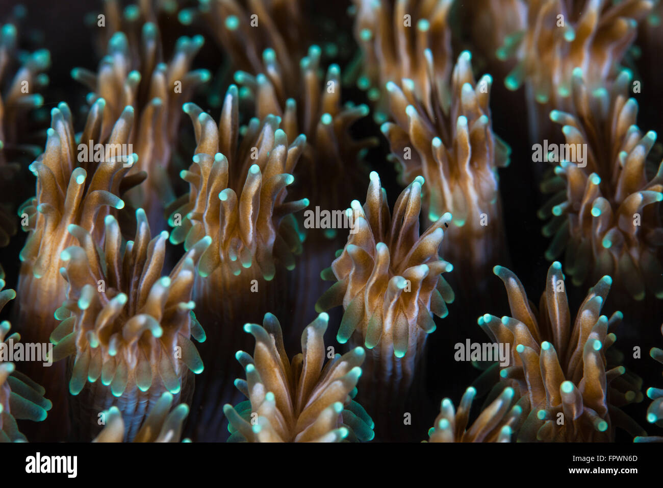Polyps of a Galaxea coral colony grow on a reef in Indonesia. This tropical region, within the Coral Triangle, is home to an inc Stock Photo