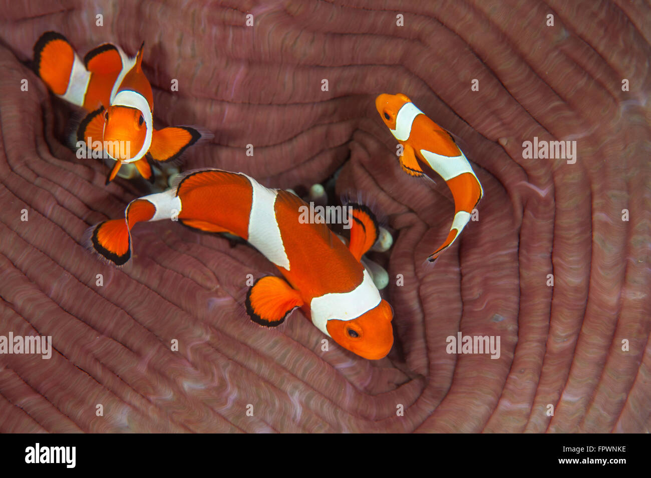 Ocellaris Clownfish Host Anemone ocellaris-clownfish-host-anemone