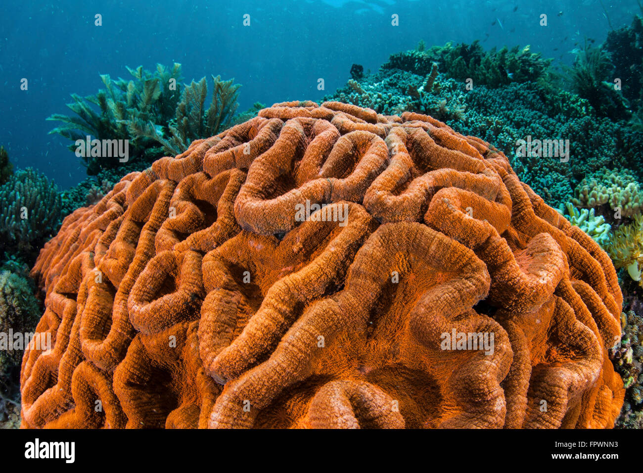 A brilliantly colored coral colony (Lobophyllia sp.) grows on a healthy reef in Komodo National Park, Indonesia. This tropical r Stock Photo