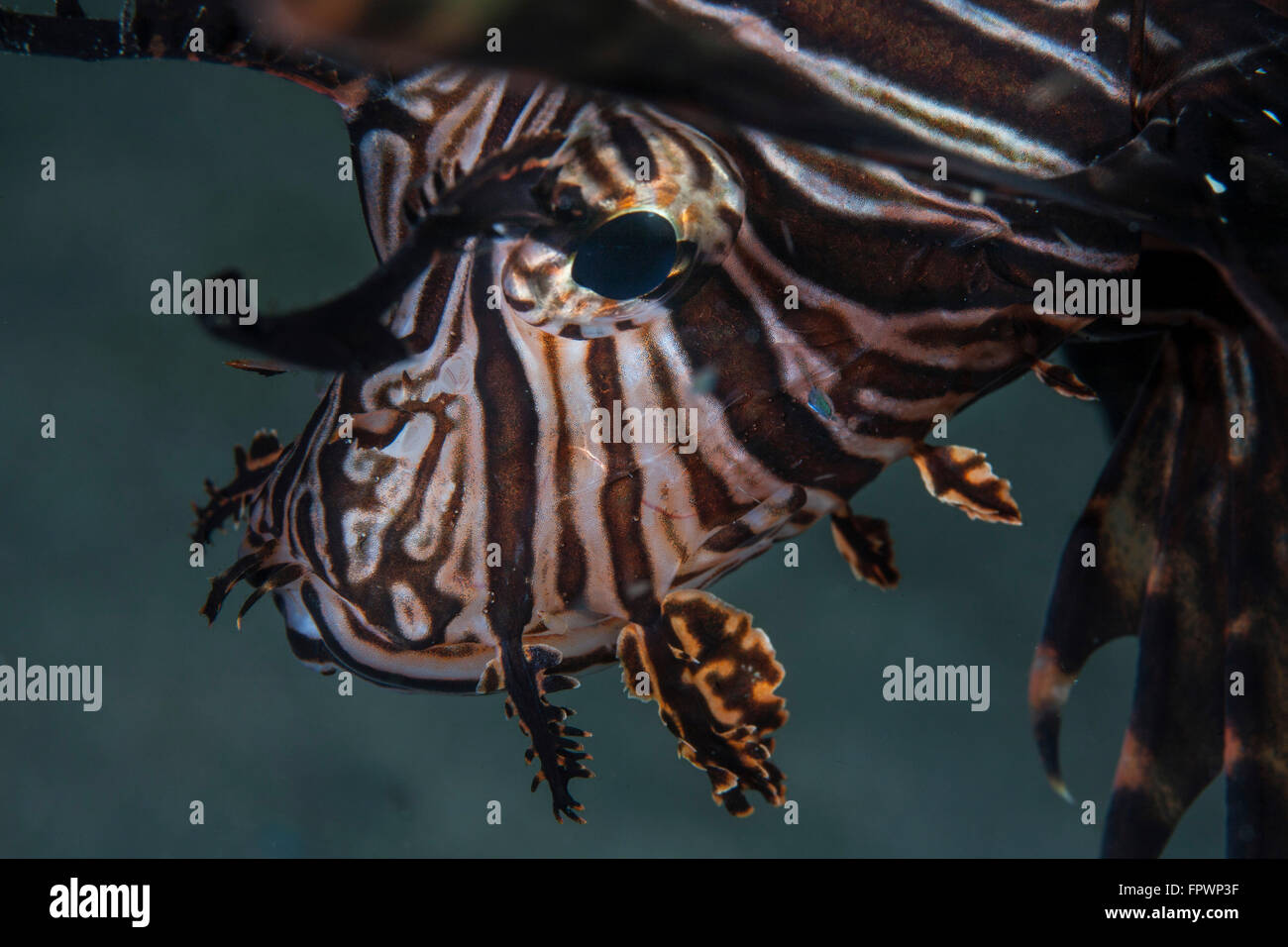 A lionfish (Pterois volitans) hovers over a reef in Komodo National Park, Indonesia. This tropical region in Indonesia is known Stock Photo