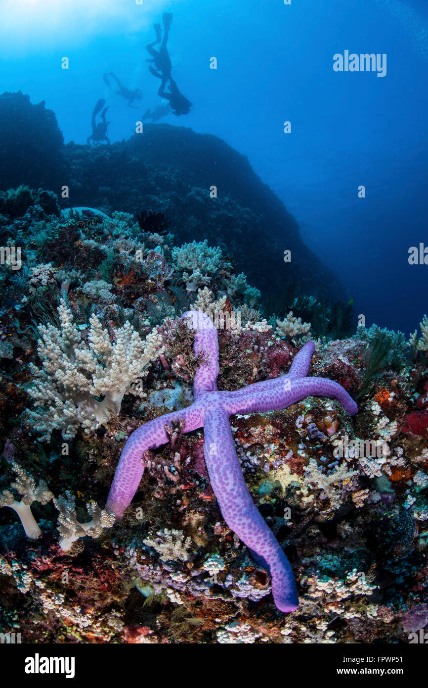 A purple sea star clings to a diverse reef near the island of Bangka, Indonesia. This beautiful, tropical region is home to an i Stock Photo