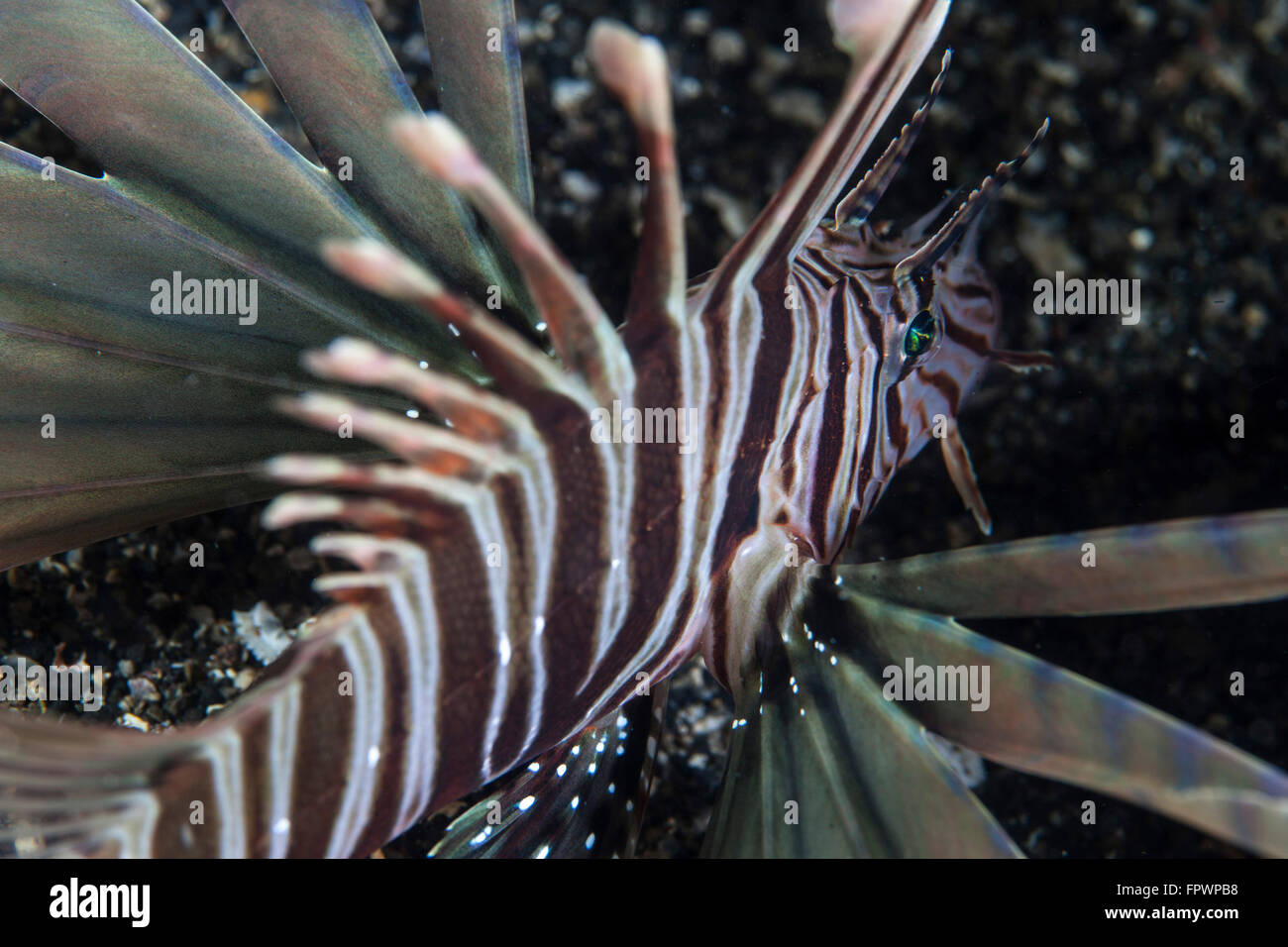 A Kodipungi lionfish (Pterois kodipungi) swims over the seafloor near the island of Sulawesi, Indonesia. This species is only fo Stock Photo