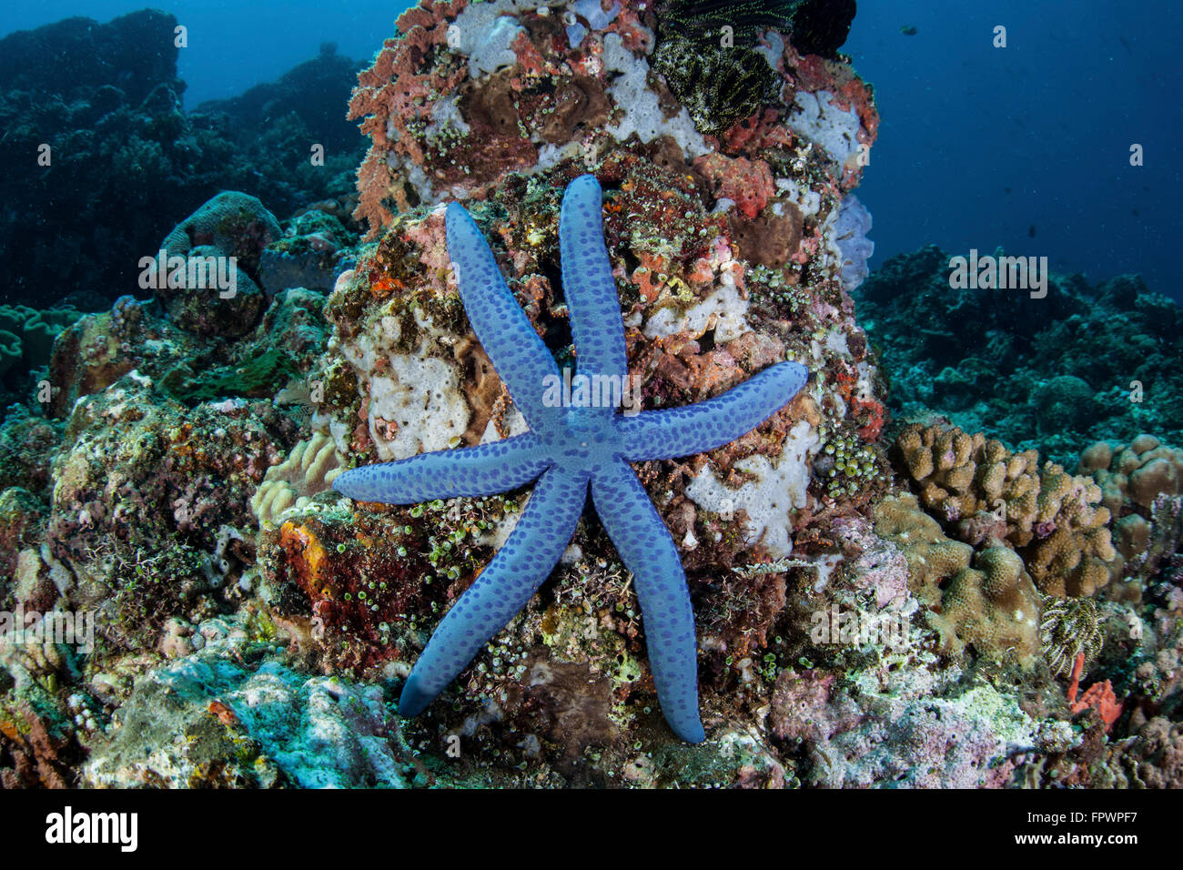 An unusual sea star (Linckia laevigata) clings to a diverse reef near the island of Bangka, Indonesia. This beautiful, tropical Stock Photo