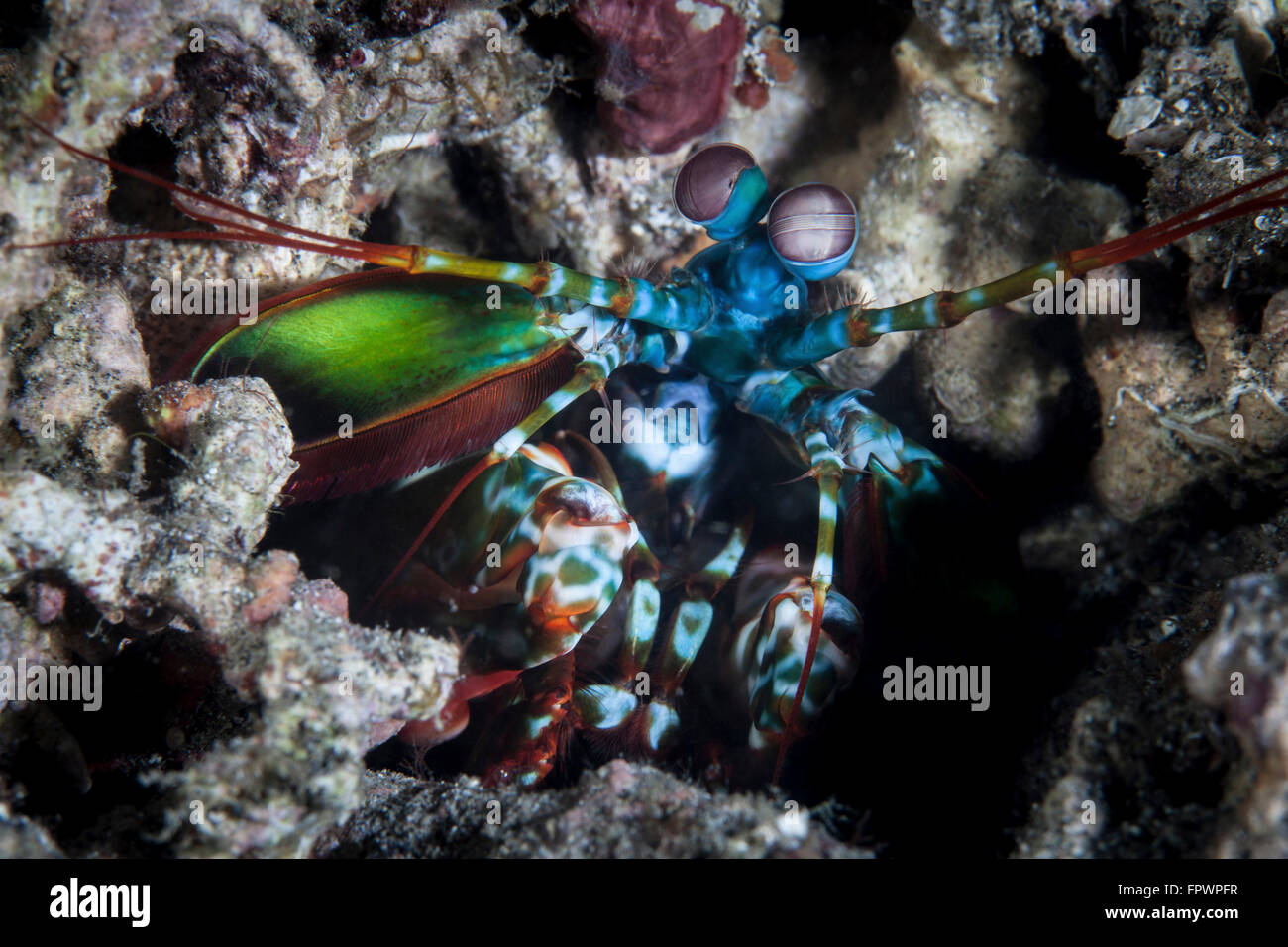 A peacock mantis shrimp uses its keen eyesight to search for predators
