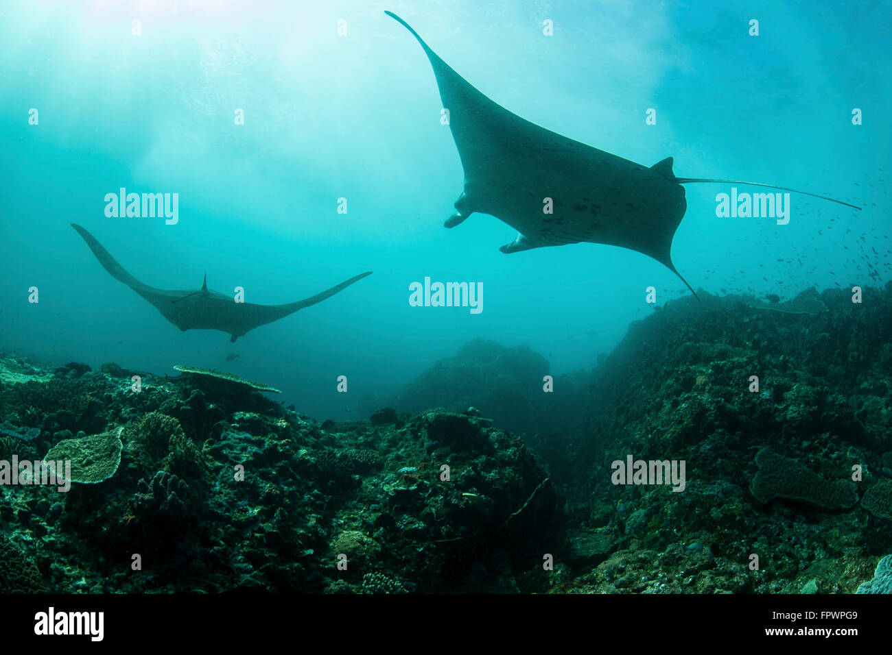 Manta rays (Manta alfredi) swim through a current-swept channel in Komodo National Park, Indonesia. This tropical region in Indo Stock Photo