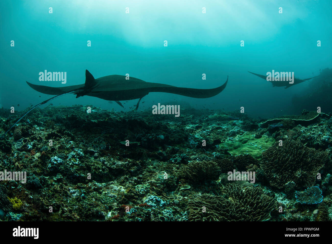 Manta rays (Manta alfredi) swim through a current-swept channel in Komodo National Park, Indonesia. This tropical region in Indo Stock Photo