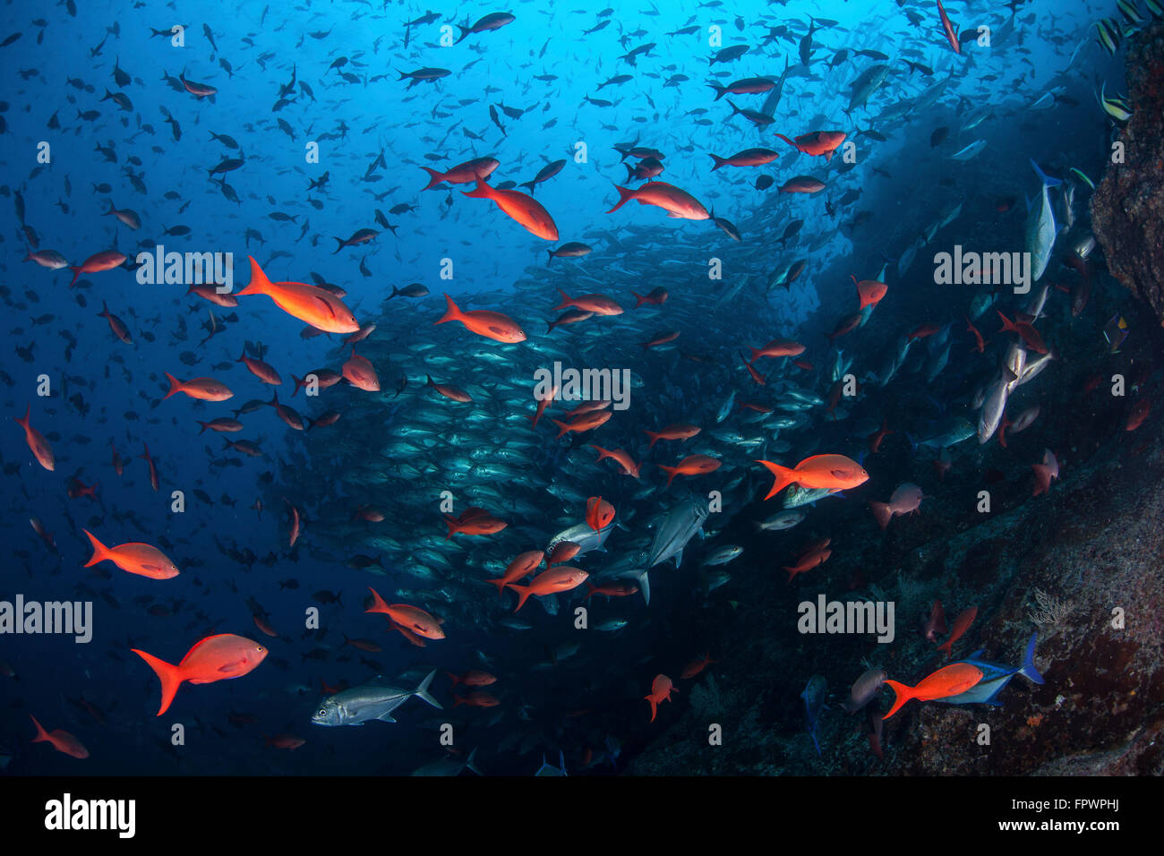 Colorful Pacific creolefish (Paranthias colonus) swim over a rocky reef in deep water near Cocos Island, Costa Rica. This remote Stock Photo