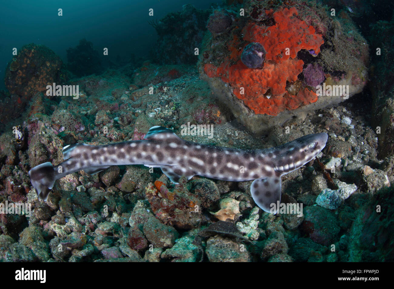 A coral catshark (Atelomycterus marmoratus) lays on the seafloor of Lembeh Strait, Indonesia. Lembeh Strait is known for its div Stock Photo