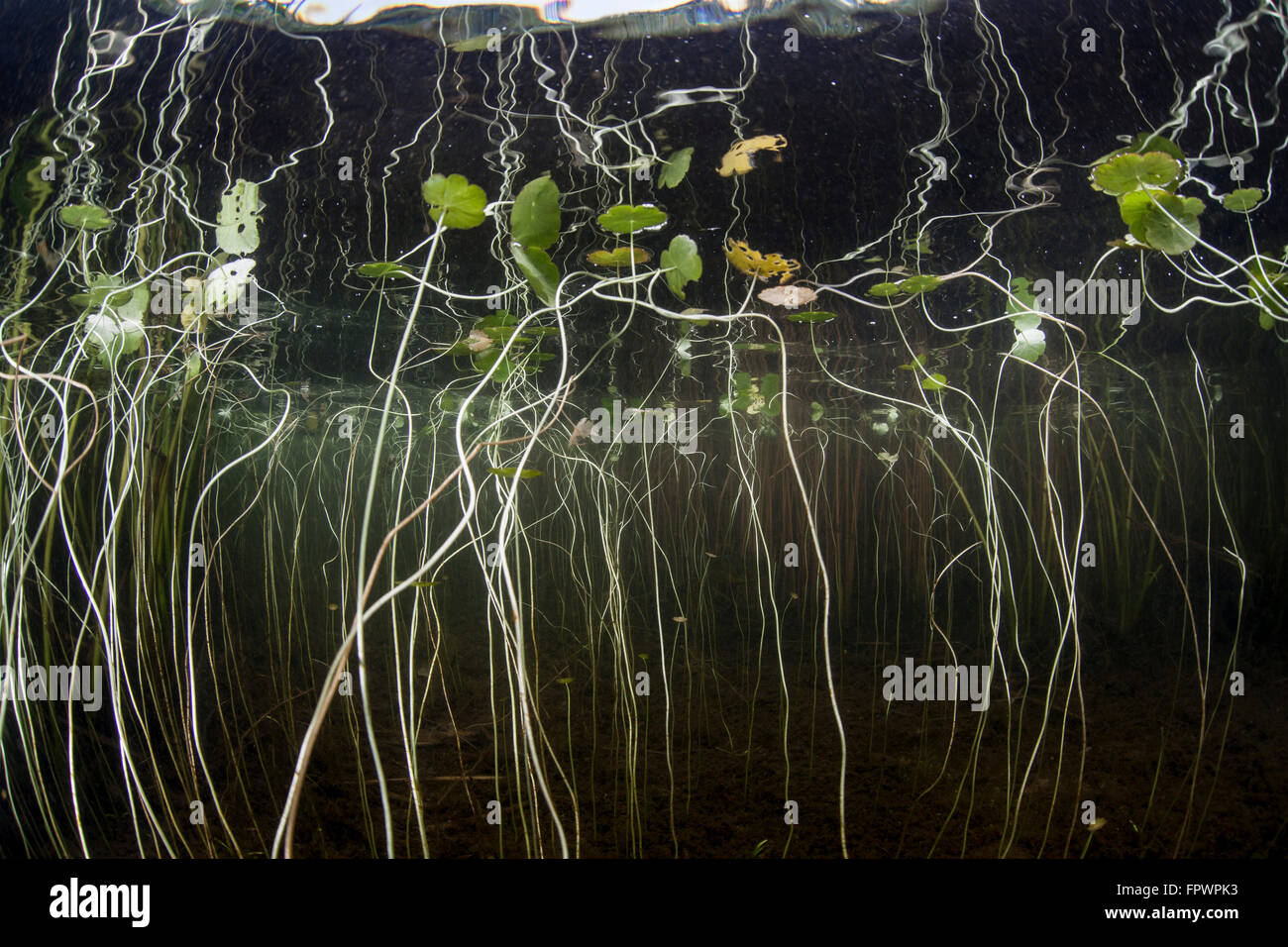 Water Lily Root Hi Res Stock Photography And Images Alamy