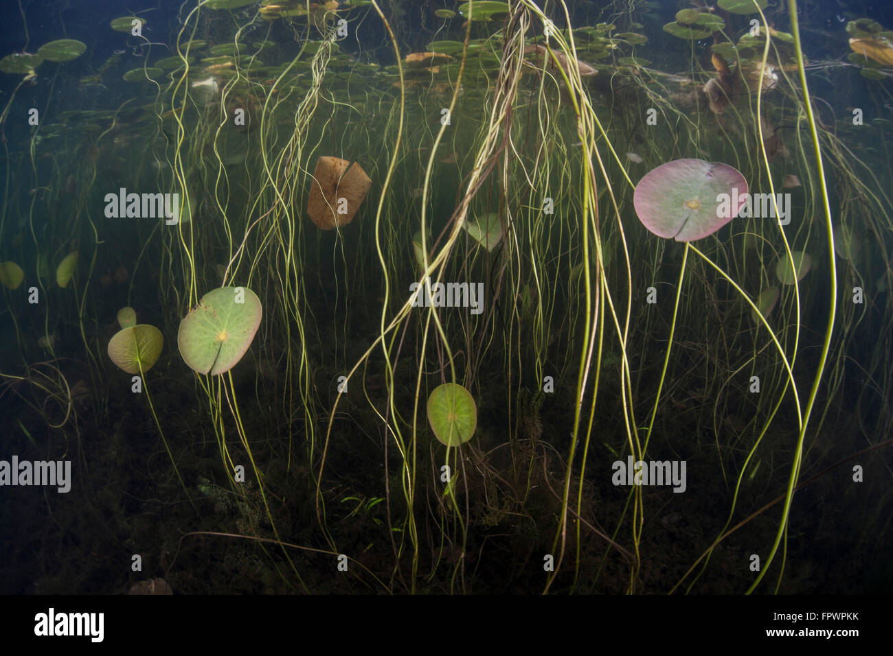 Young lily pads grow to the surface along the shallow edge of a