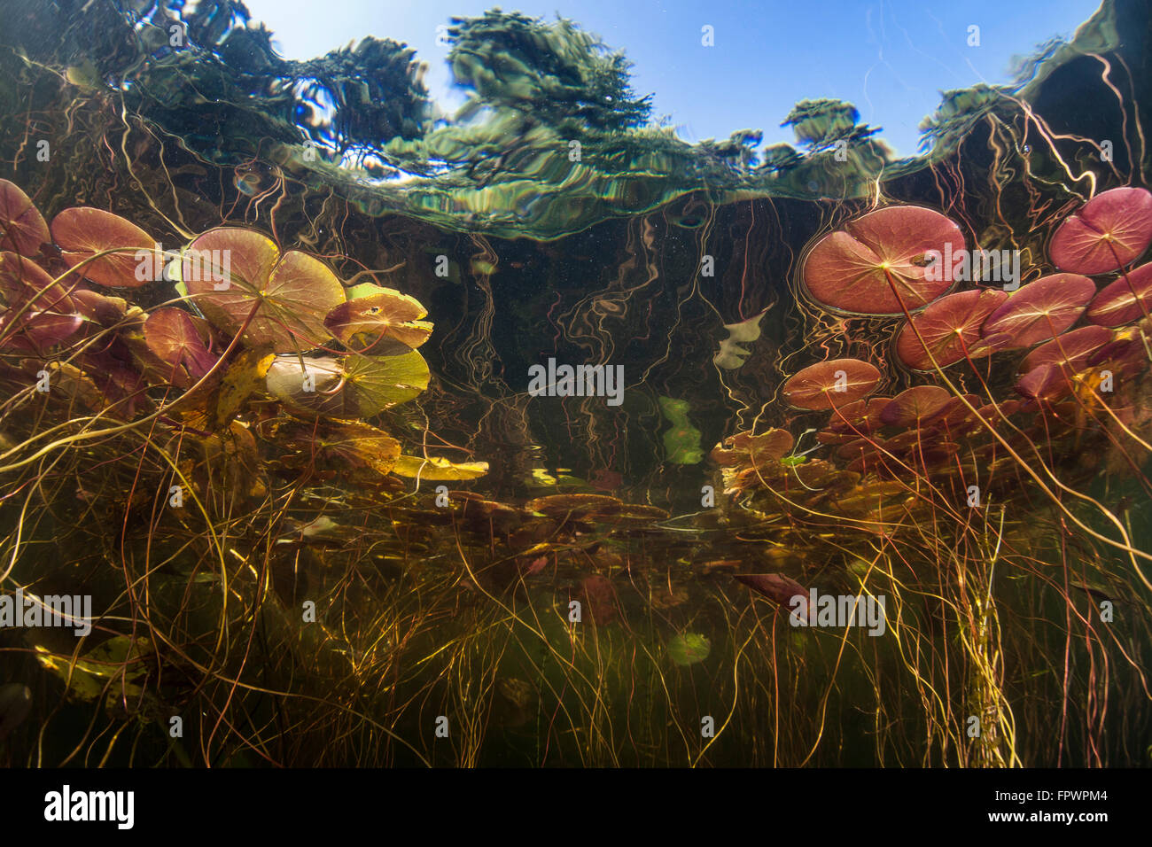 Colorful lily pads grow surface hires stock photography and images Alamy