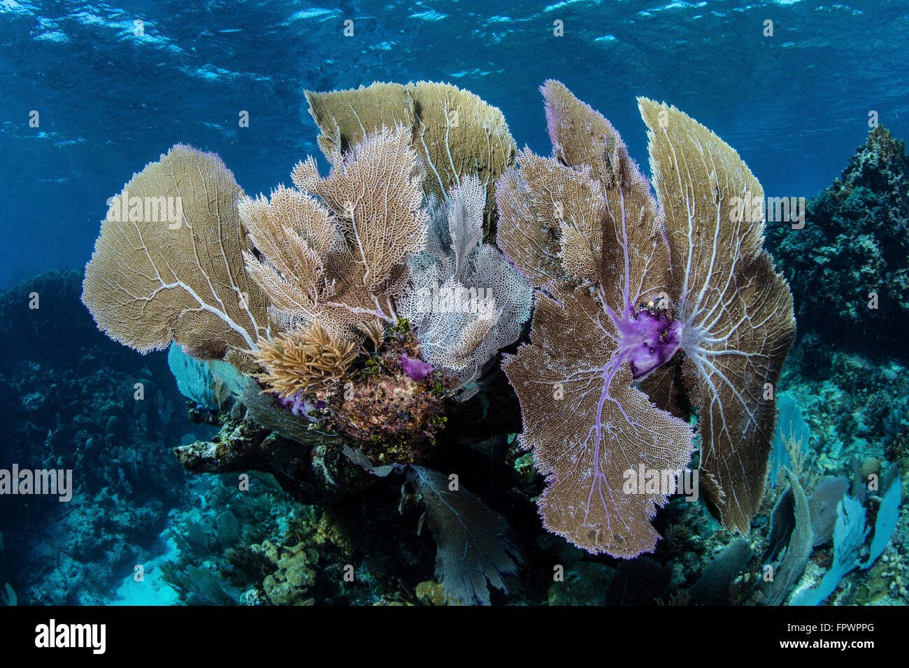 Isidae A colorful set of gorgonians, reef-building corals, and other ...