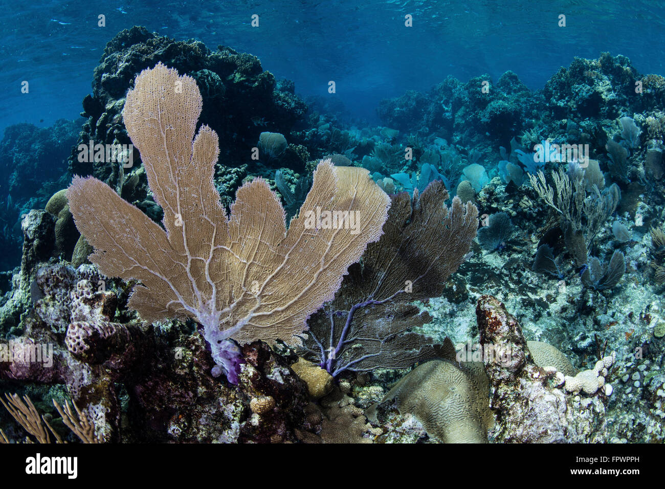 Isidae A colorful set of gorgonians, reef-building corals, and other ...