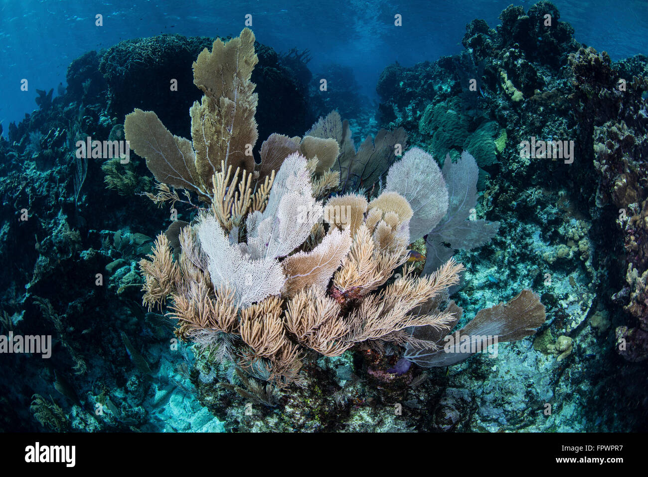 Isidae A colorful set of gorgonians, reef-building corals, and other ...
