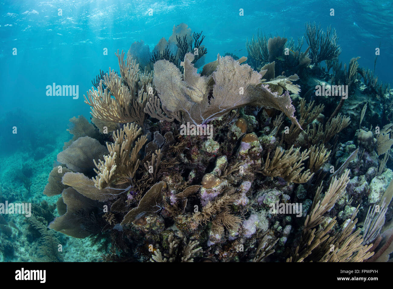 A colorful set of gorgonians, reef-building corals, and other invertebrates grow on a diverse reef in the Caribbean Sea. Stock Photo