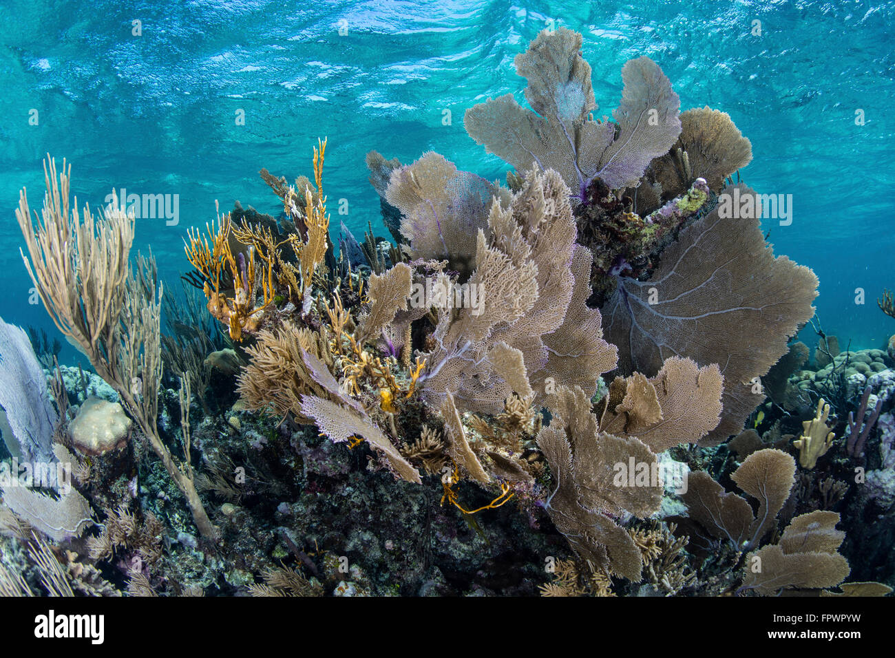 Isidae A colorful set of gorgonians, reef-building corals, and other ...