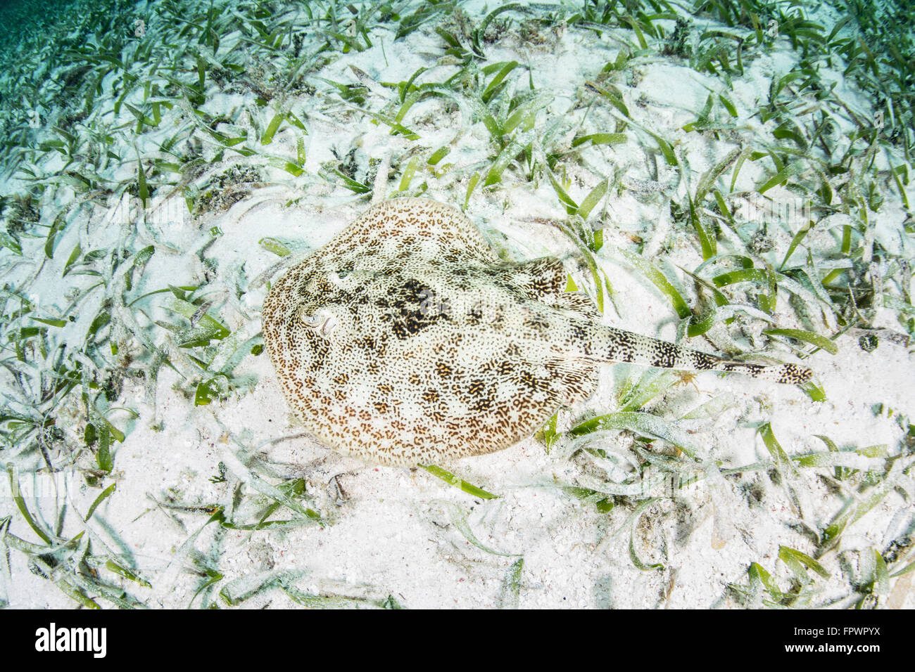 A yellow stingray (Urobatis jamaicensis) lays on the sandy seafloor of Turneffe Atoll in Belize. This small and beautiful elasmo Stock Photo