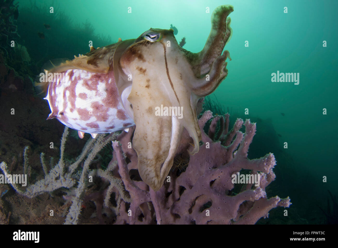 Full body view of a broadclub cuttlefish (Sepia latimanus) amongst a reef in green water, Komodo National Park, Indonesia. Stock Photo