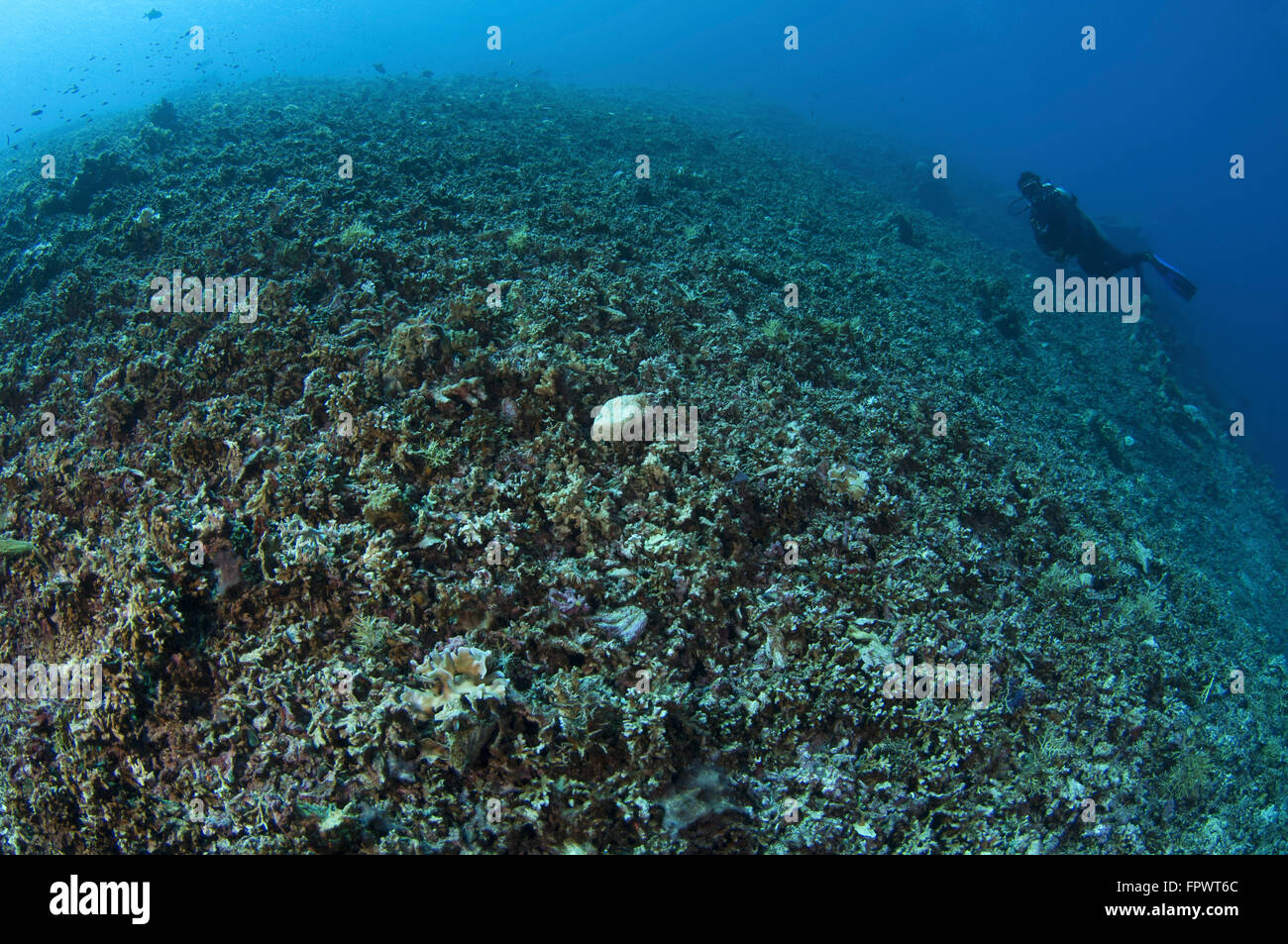 The effects of reef bombing by dynamite fishermen - all coral destroyed, all fish gone, Komodo National Park, Indonesia. Stock Photo