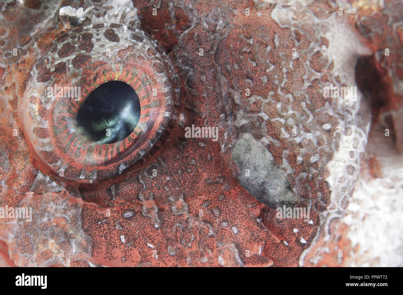 Close-up view of the eye of a tassled scorpionfish (Scorpaenopis oxycephala), Komodo National Park, Indonesia. Stock Photo