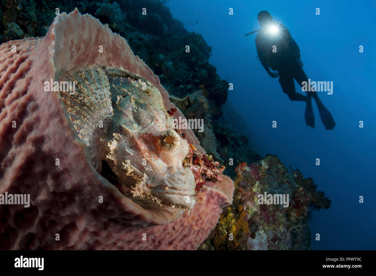 A diver looks on at a tassled scorpionfish (Scorpaenopis oxycephala) lying in a barrel sponge, Komodo National Park, Indonesia. Stock Photo