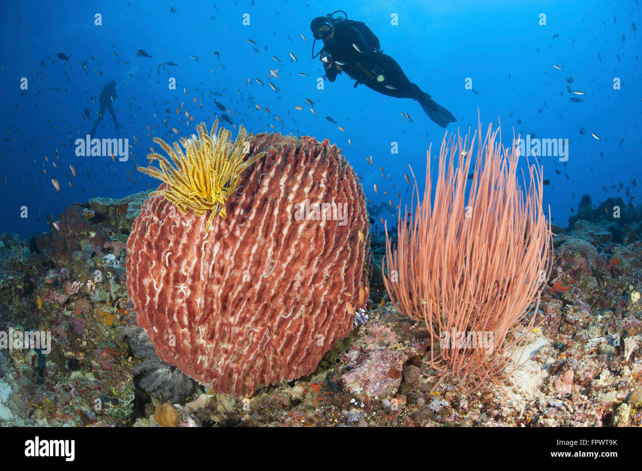 Diver looks on at sponges, soft corals and crinoids in a colorful Komodo seascape,  Komodo National Park, Indonesia. Stock Photo