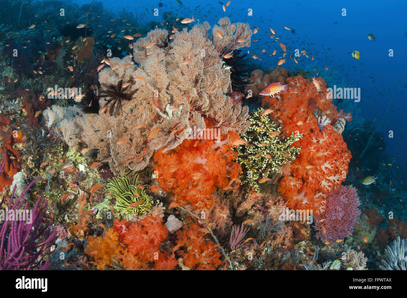 Bright sponges, soft corals and crinoids in a colorful Komodo seascape, Komodo National Park, Indonesia. Stock Photo