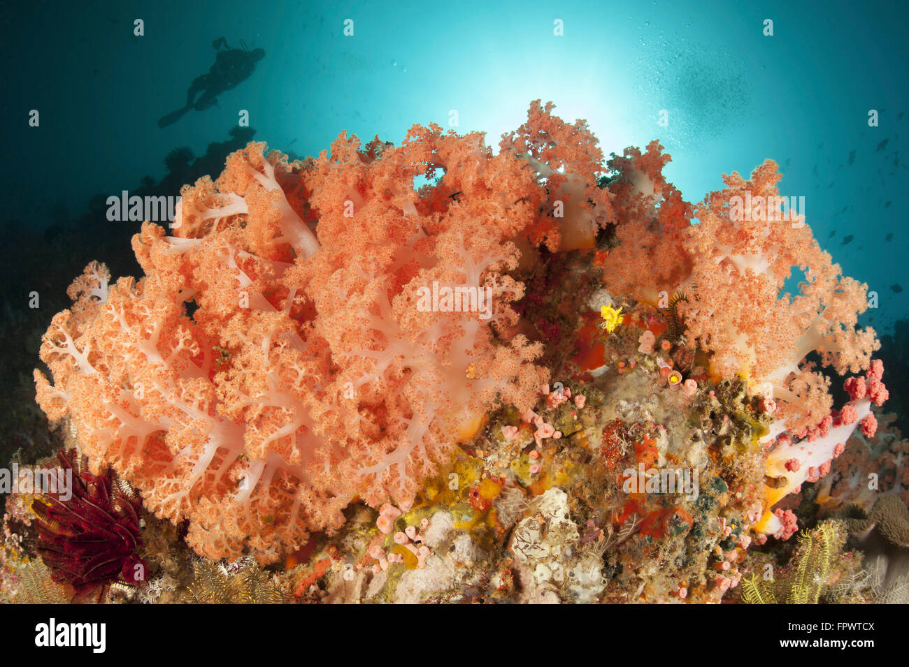 Diver looks on at sponges, pink soft corals and crinoids in a colorful Komodo seascape, Komodo National Park, Indonesia. Stock Photo
