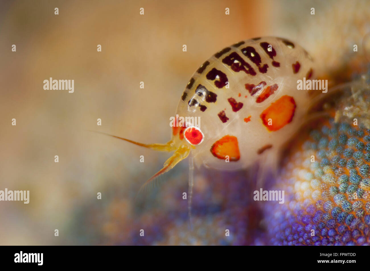 Ladybug amphipod, Cyproidea species, side view, taken at Cannibal Rock, Komodo National Park, Indonesia. Stock Photo
