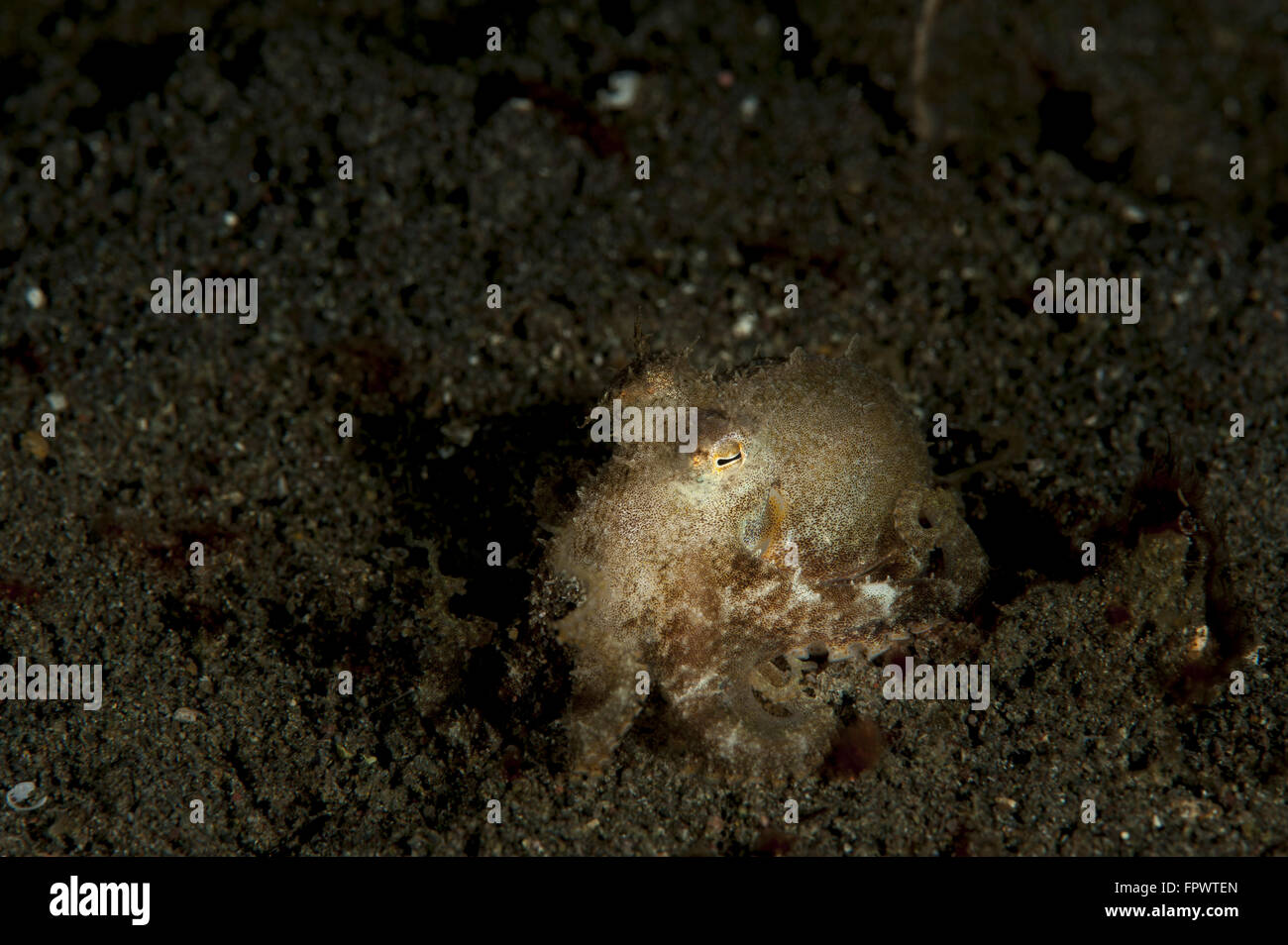 A young day octopus (Octopus cyanea) on black volcanic sand, Komodo National Park, Indonesia. Stock Photo