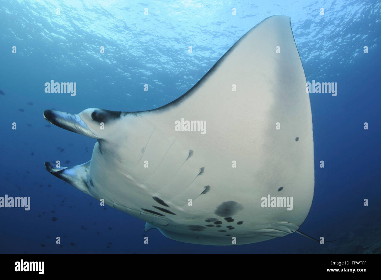 A reef manta ray (Manta alfredi) swimming above a reef top in Komodo National Park, Indonesia. Stock Photo