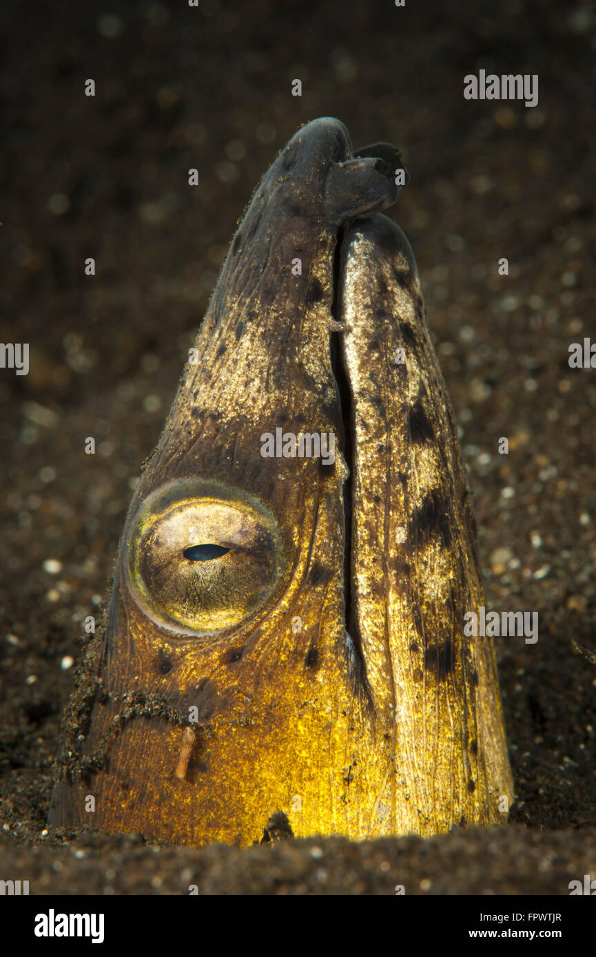 Black-finned snake eel (Ophichthus melanochir) emerging from volcanic ...