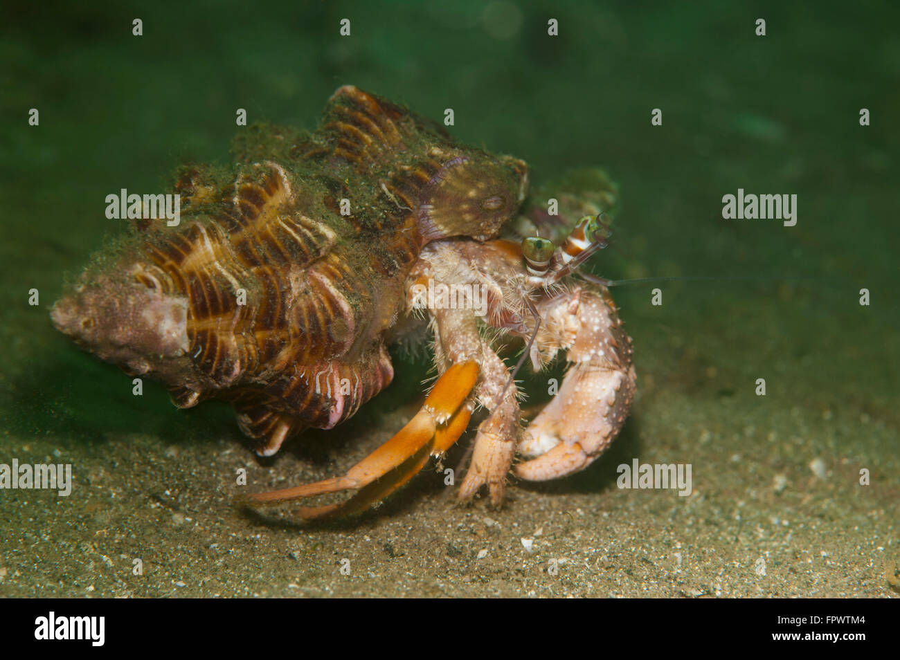 Anemone hermit crab (Dardanus pedunculatus) running across sand in