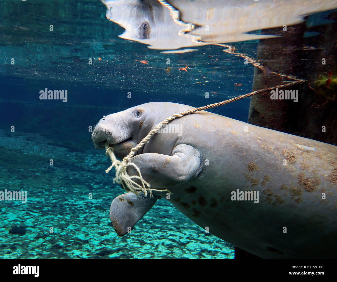 A manatee chews on a dock rope while just under the surface of the clear freshwaters of Fanning Springs State Park, Florida. Stock Photo