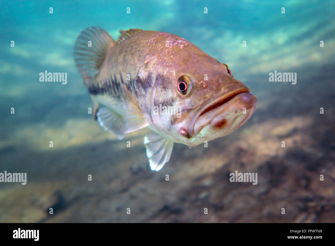 A largemouth bass faces swimming in Ponce de Leon Springs, Florida. Stock Photo