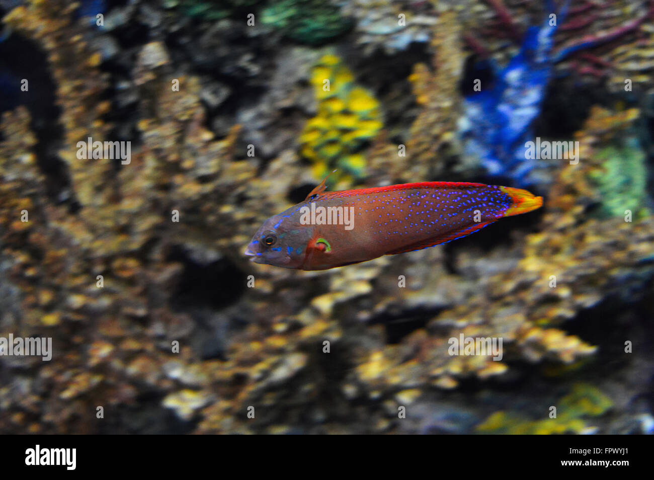 Pink and purple fish hi-res stock photography and images - Alamy