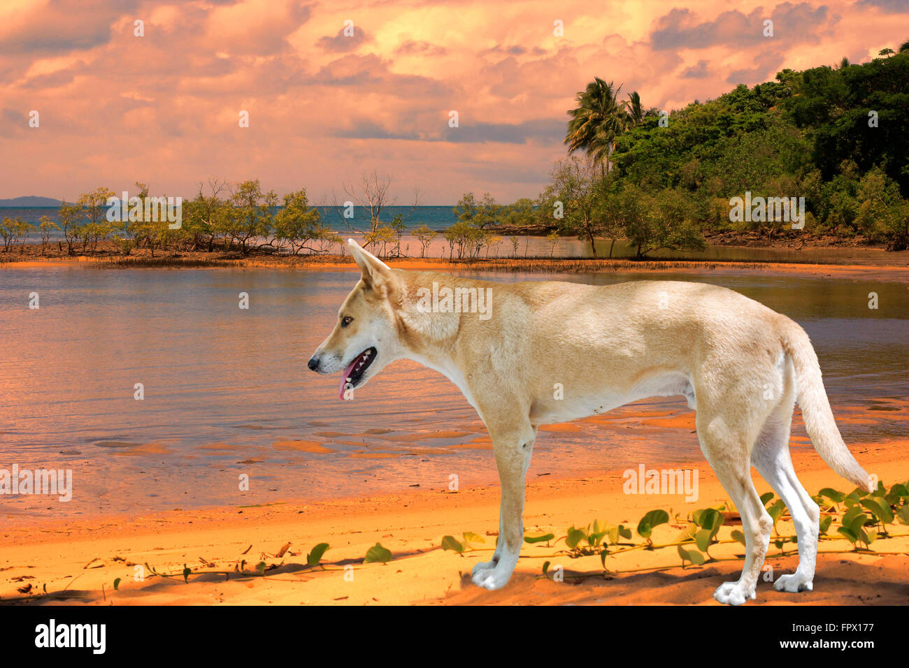 dingo on the beach at Port Douglas Stock Photo Alamy