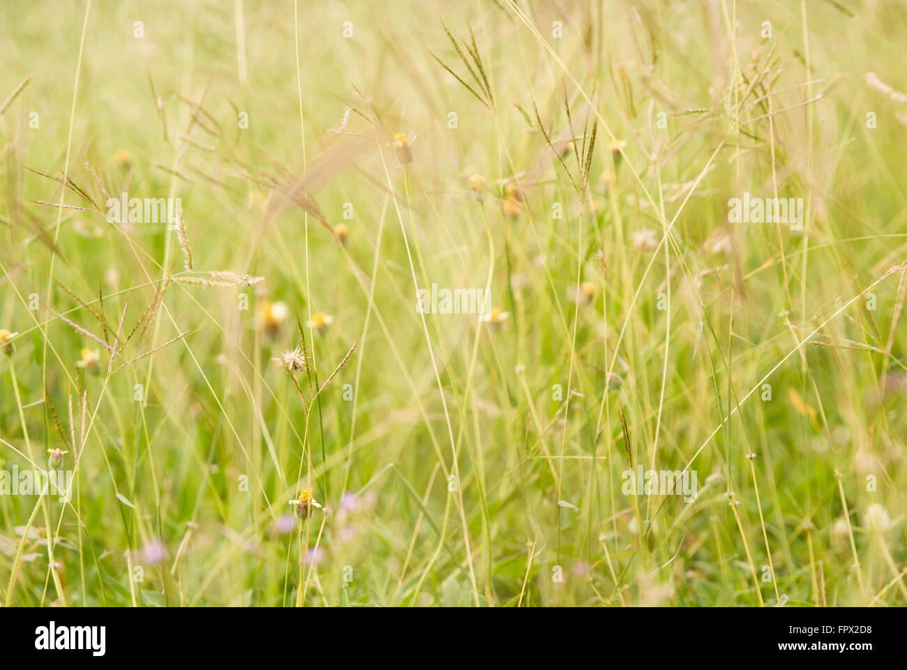 Long grass, weeds and wildflowers background Stock Photo
