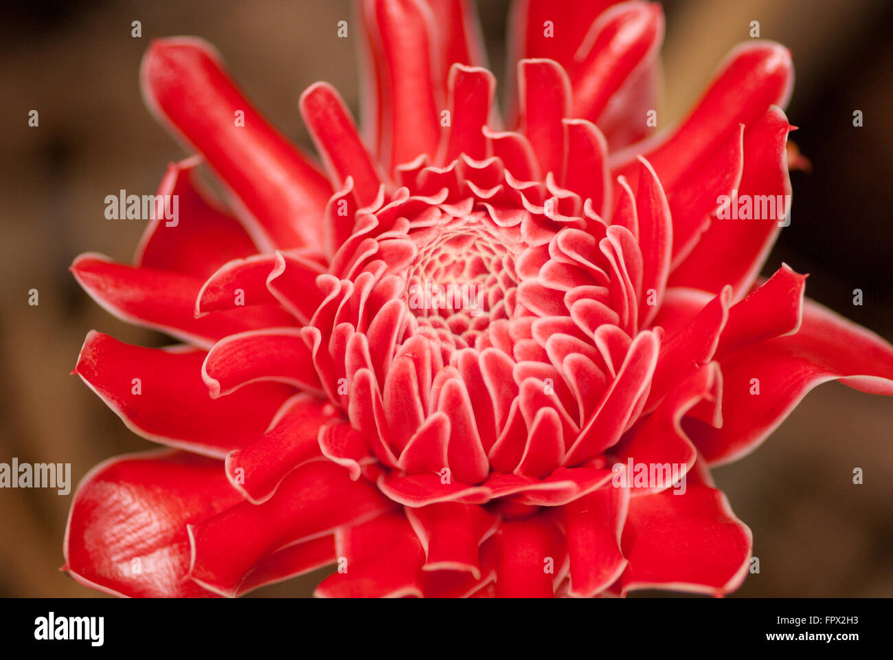 Red torch ginger Etlingera elatior high view point Stock Photo Alamy