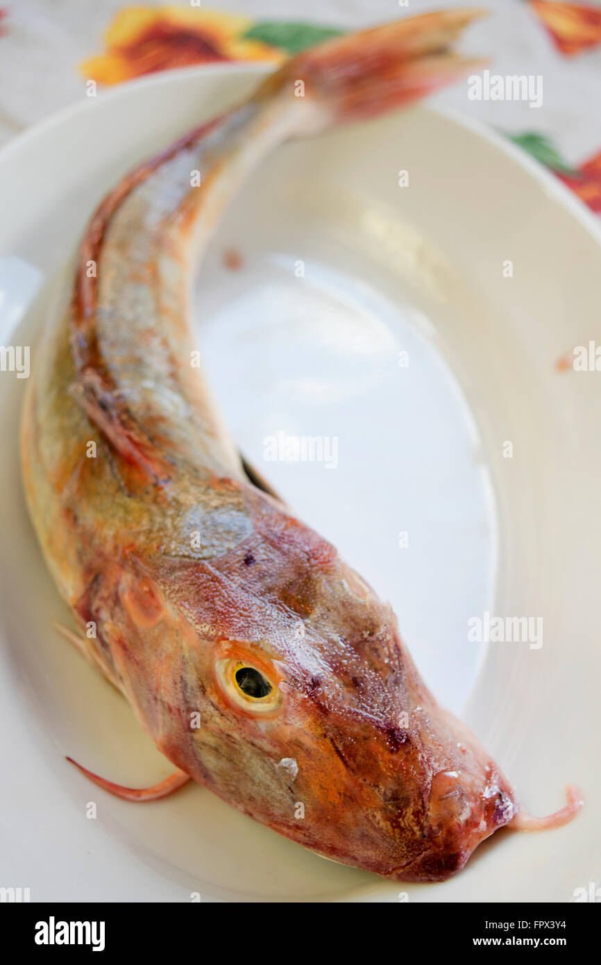 fresh tub gurnard to prepare a fish soup Stock Photo