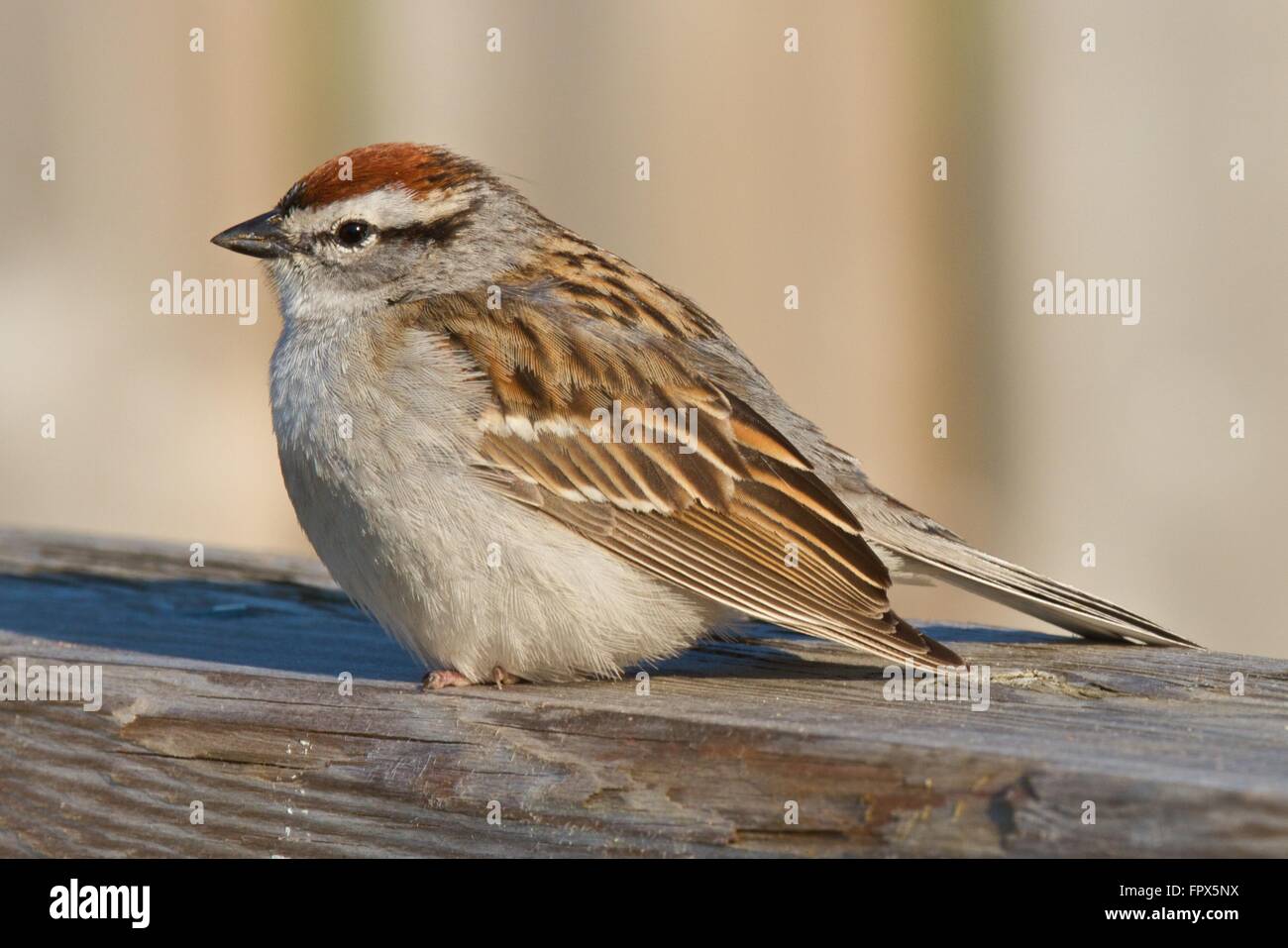 Chipping Sparrow, a common bird of North America Stock Photo