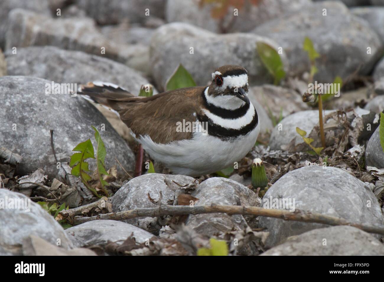 Kildeer, a common wading bird of North America Stock Photo Alamy