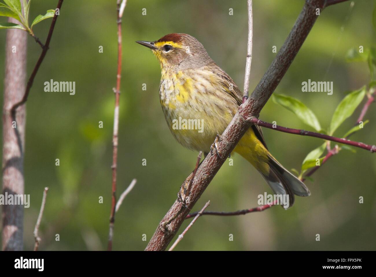 Palm Warbler, a common North American songbird Stock Photo