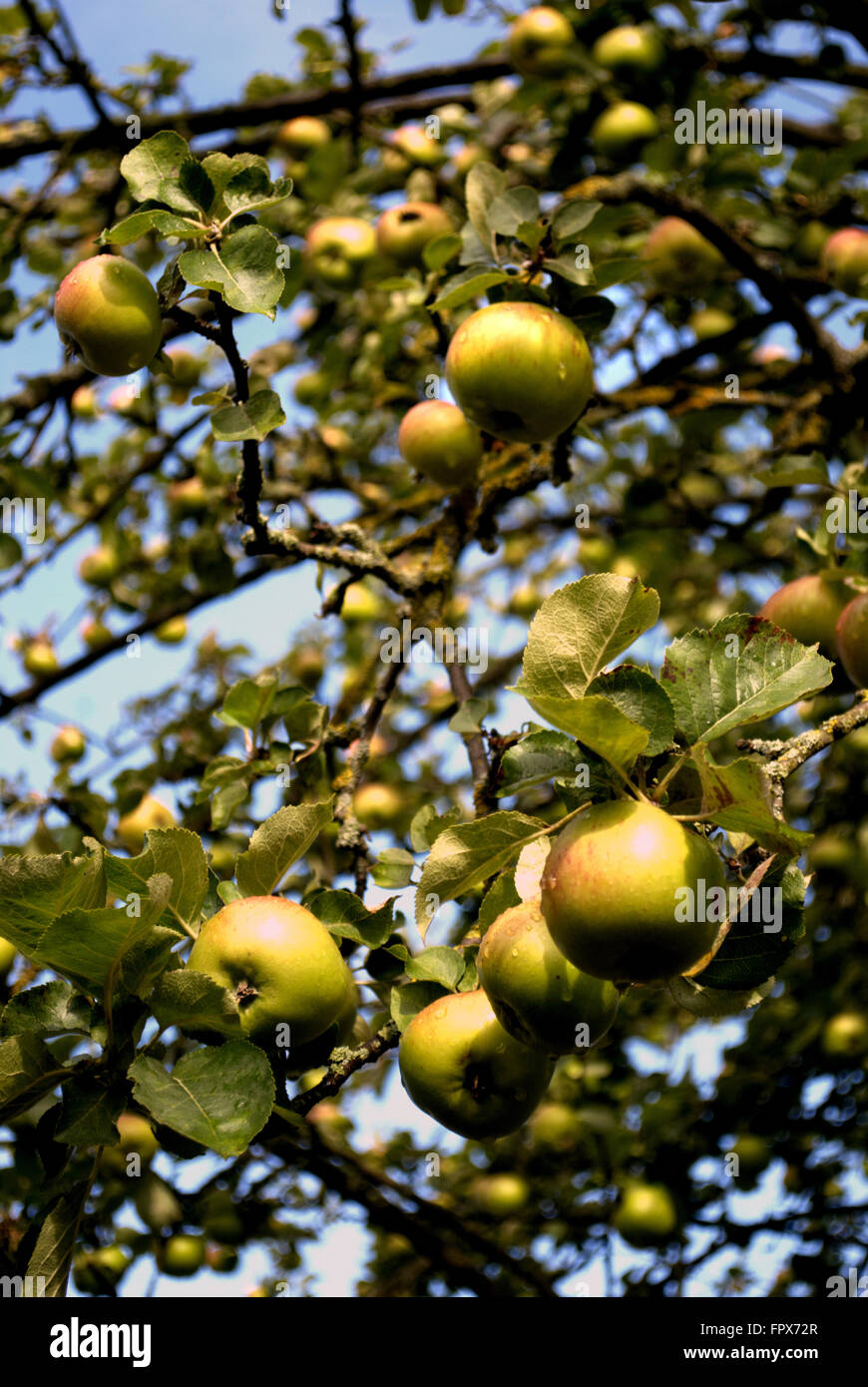 Apple tree, Ripley, North Yorkshire Stock Photo Alamy