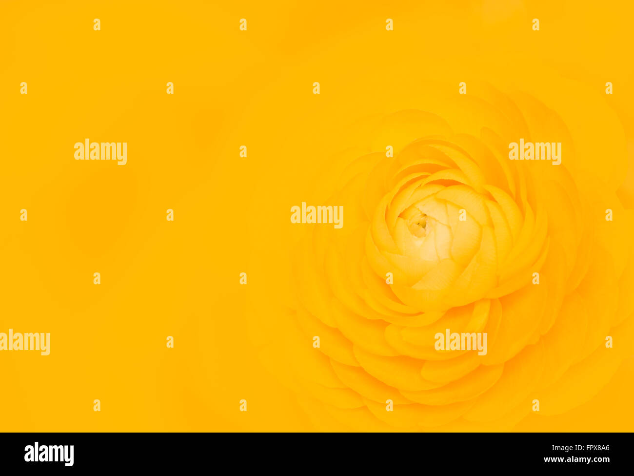 orange flower with copy space Stock Photo