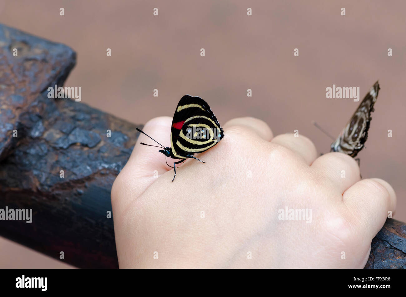 Eighty eight butterfly hi-res stock photography and images - Alamy
