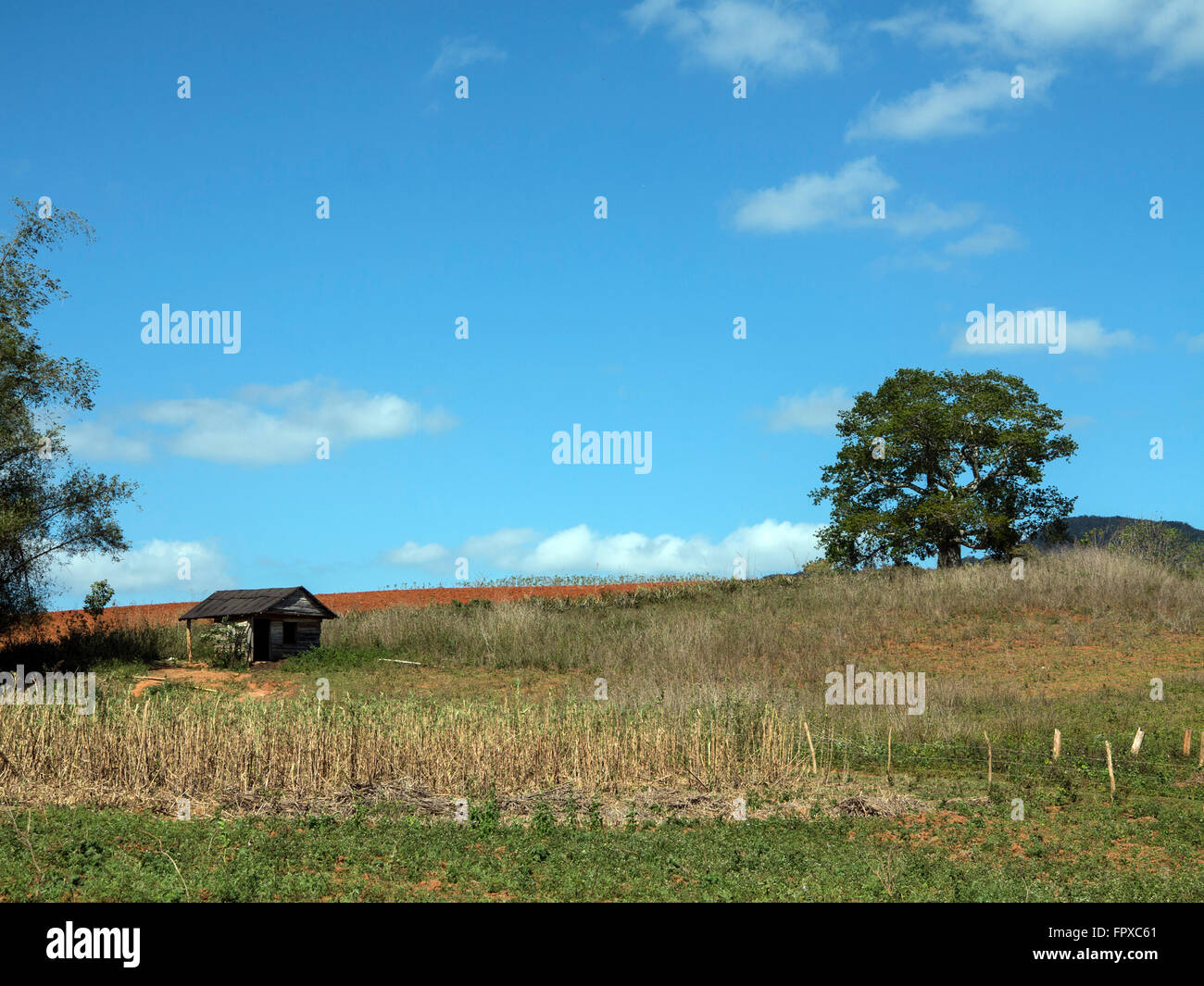 corazon valle  Cuba Vinales tabacco Stock Photo