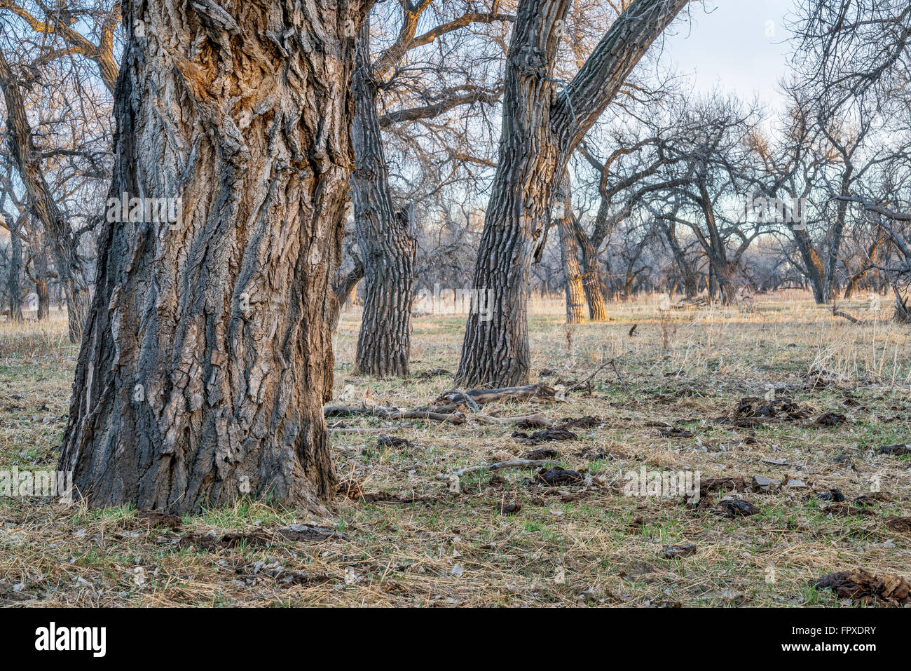 riparian forest along South Platte River in eastern Colorado, early spring scenery in sunset light Stock Photo