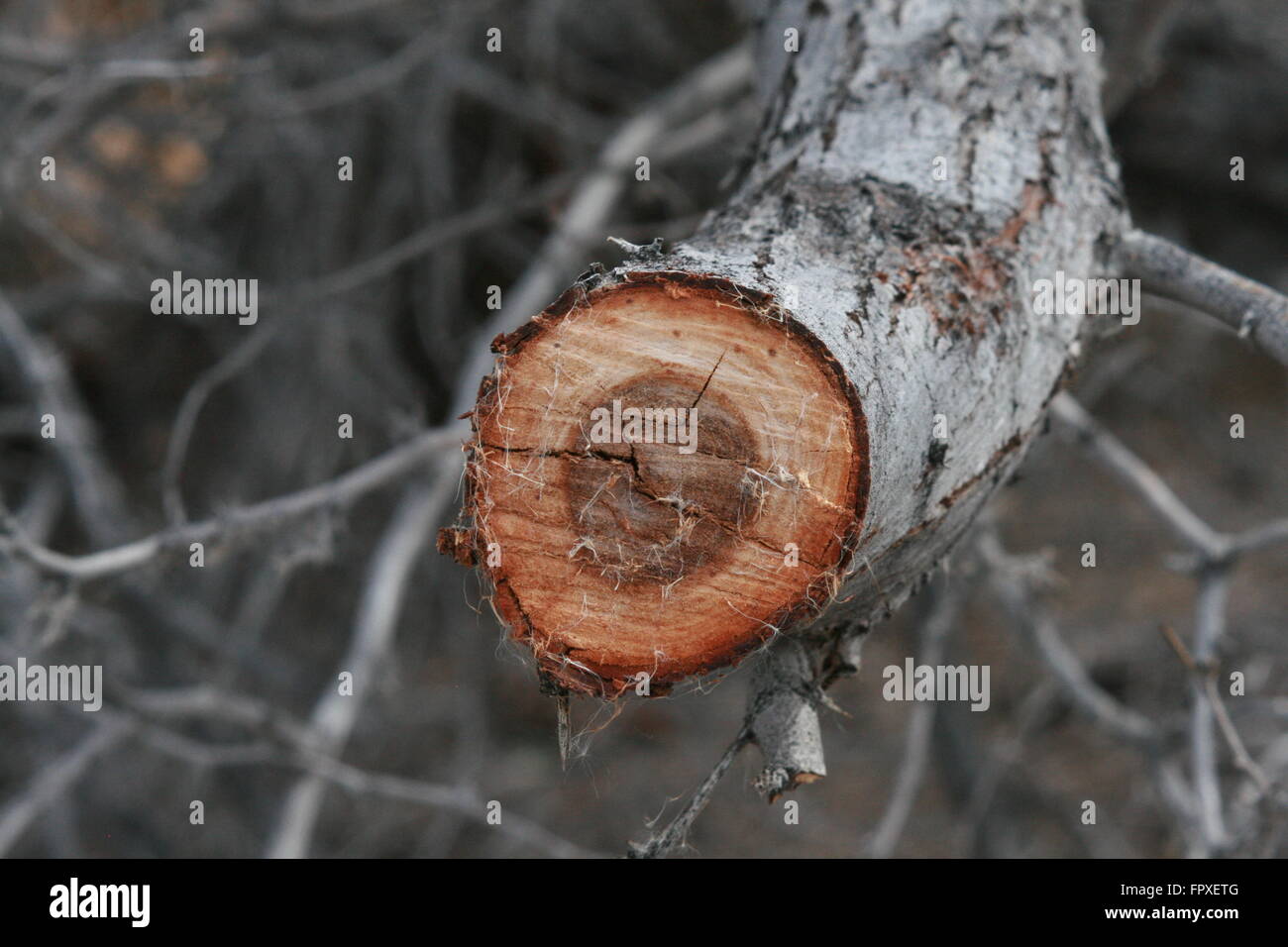 Mesquite Tree High Resolution Stock Photography and Images Alamy